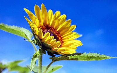 What a sunflower can teach us about connection