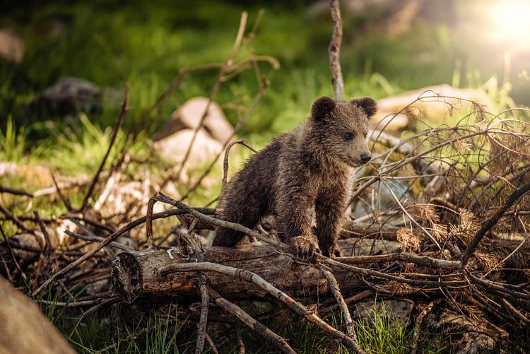 Young bear cub abandoned alone in the woods