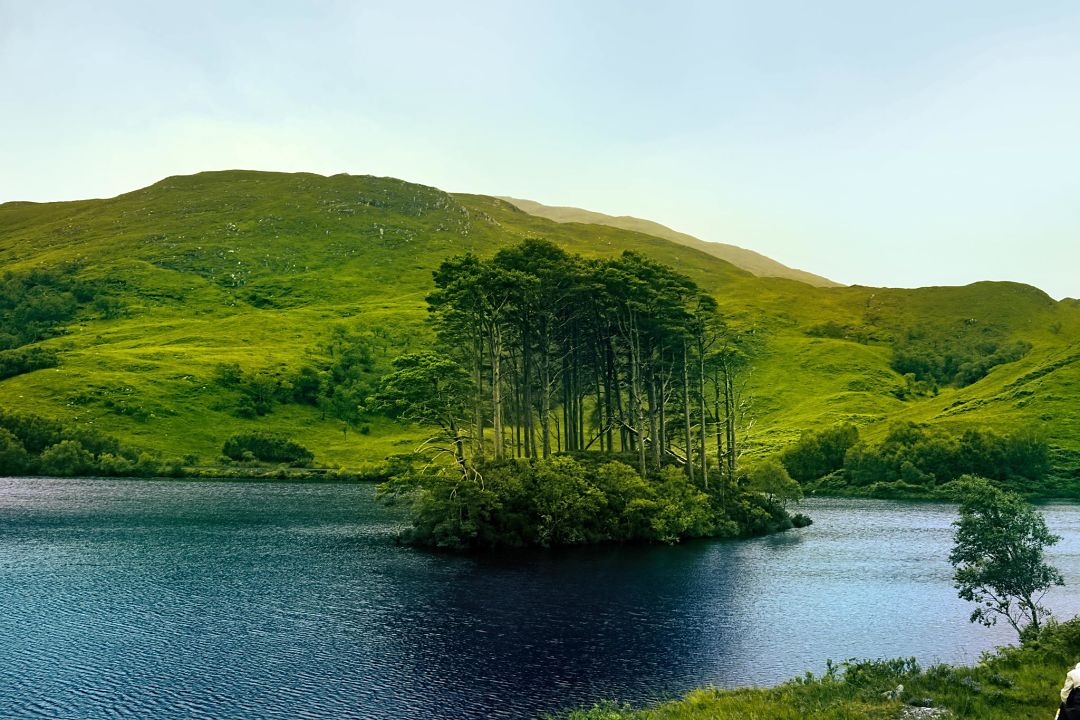 trees in a lake in Scotland